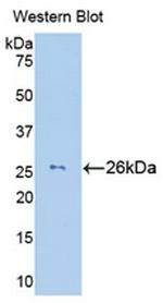 Granzyme M Antibody in Western Blot (WB)