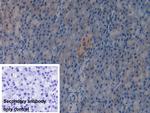 GAB3 Antibody in Immunohistochemistry (Paraffin) (IHC (P))