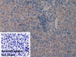 GAB3 Antibody in Immunohistochemistry (Paraffin) (IHC (P))