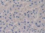 GAB3 Antibody in Immunohistochemistry (Paraffin) (IHC (P))