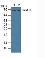 GAB3 Antibody in Western Blot (WB)