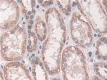 GRB10 Antibody in Immunohistochemistry (Paraffin) (IHC (P))