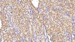 GRB10 Antibody in Immunohistochemistry (Paraffin) (IHC (P))