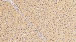 GRB10 Antibody in Immunohistochemistry (Paraffin) (IHC (P))
