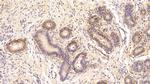 GRB10 Antibody in Immunohistochemistry (Paraffin) (IHC (P))