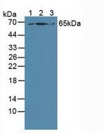 GRB10 Antibody in Western Blot (WB)