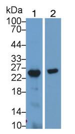 GH2 Antibody in Western Blot (WB)
