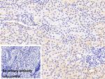 GDA Antibody in Immunohistochemistry (Paraffin) (IHC (P))
