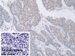 GDA Antibody in Immunohistochemistry (Paraffin) (IHC (P))