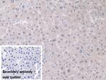 GDA Antibody in Immunohistochemistry (Paraffin) (IHC (P))