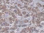 GBP4 Polyclonal Antibody