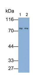 GBP4 Antibody in Western Blot (WB)