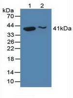 Histone Macro-H2A.1 Antibody in Western Blot (WB)