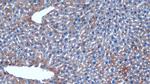 HAUS7 Antibody in Immunohistochemistry (Paraffin) (IHC (P))