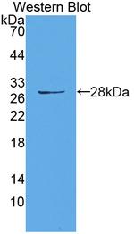 HAUS7 Antibody in Western Blot (WB)