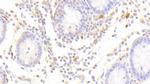DNAJC4 Antibody in Immunohistochemistry (Paraffin) (IHC (P))