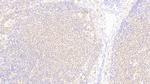 DNAJC4 Polyclonal Antibody
