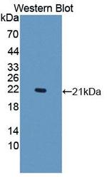 DNAJC4 Antibody in Western Blot (WB)