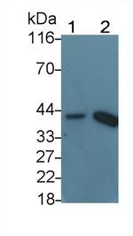 HSPBP1 Antibody in Western Blot (WB)
