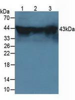 HSPBP1 Antibody in Western Blot (WB)