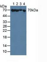 HSPA1A Antibody in Western Blot (WB)