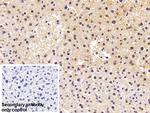 HSPA1B Antibody in Immunohistochemistry (Paraffin) (IHC (P))