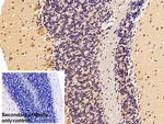 HSPA1B Antibody in Immunohistochemistry (Paraffin) (IHC (P))