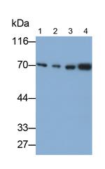 HSPA1B Antibody in Western Blot (WB)