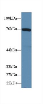HSPA1B Antibody in Western Blot (WB)