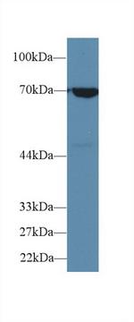 HSPA1B Antibody in Western Blot (WB)