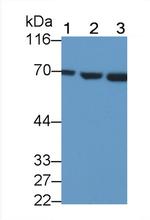HSPA1B Antibody in Western Blot (WB)