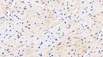 HSP27 Antibody in Immunohistochemistry (Paraffin) (IHC (P))