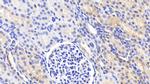 HSP27 Antibody in Immunohistochemistry (Paraffin) (IHC (P))