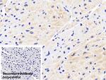 HSP27 Antibody in Immunohistochemistry (Paraffin) (IHC (P))