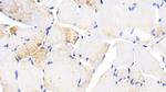 HSP27 Antibody in Immunohistochemistry (Paraffin) (IHC (P))