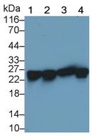 HSP27 Antibody in Western Blot (WB)