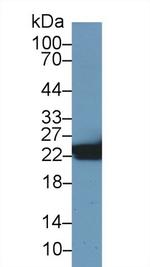 HSP27 Antibody in Western Blot (WB)
