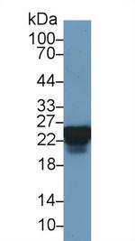 HSP27 Antibody in Western Blot (WB)