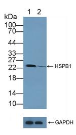HSP27 Antibody in Western Blot (WB)
