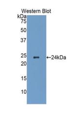 HSP27 Antibody in Western Blot (WB)
