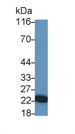 HSP27 Antibody in Western Blot (WB)