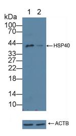 HSP40 Antibody in Western Blot (WB)