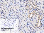HSP60 Antibody in Immunohistochemistry (Paraffin) (IHC (P))