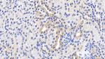 HSP60 Antibody in Immunohistochemistry (Paraffin) (IHC (P))