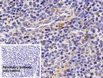 HSP60 Antibody in Immunohistochemistry (Paraffin) (IHC (P))
