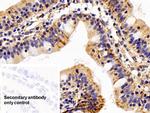 HSP60 Antibody in Immunohistochemistry (Paraffin) (IHC (P))