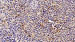 HSP60 Antibody in Immunohistochemistry (Paraffin) (IHC (P))