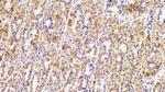 HSP60 Antibody in Immunohistochemistry (Paraffin) (IHC (P))