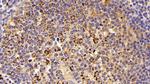 HSP60 Antibody in Immunohistochemistry (Paraffin) (IHC (P))