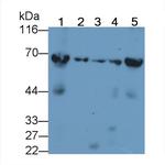 HSP60 Antibody in Western Blot (WB)